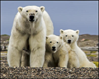 Polar Bear Mother & 2 Cubs