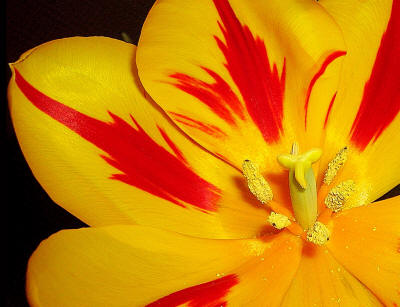 Yellow On Red Tulip
