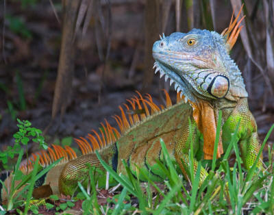Colored Iguana