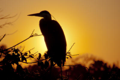 Heron Sunrise